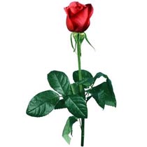 Rosette for the loved one